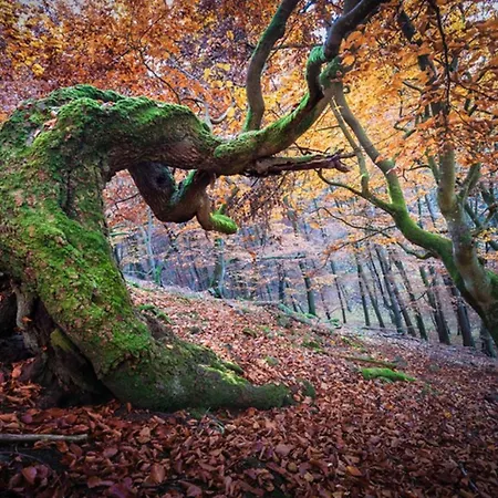 Frankenberg-am-wald * 弗兰肯贝格