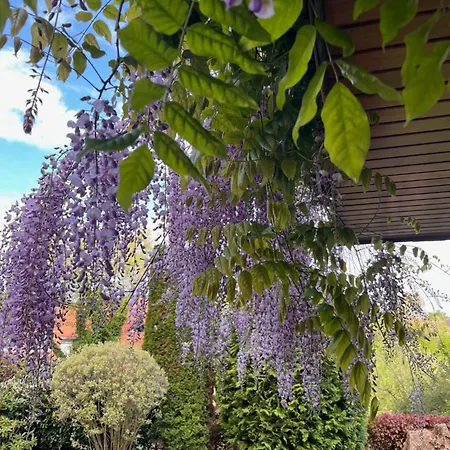 Frankenberg-am-wald 弗兰肯贝格