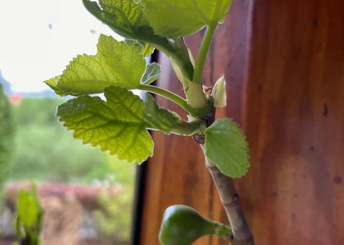 Frankenberg-am-wald Appartement Frankenberg an der Eder